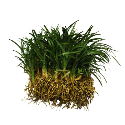 正宗长不高矮麦冬草玉龙草免修剪