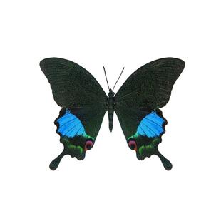 真蝴蝶原蝶巴黎翠凤蝶未展翅蝴蝶标本制作diy手工材料A1/A-品质