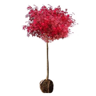 日本红枫树苗四季红舞姬风景大树造型枫叶树庭院室外盆栽绿化植物