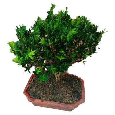 皱皮雀舌黄杨，品质保证