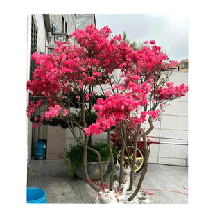 映山红树苗老桩南方北方种植当年开花庭院四季苗木风景树杜鹃花树