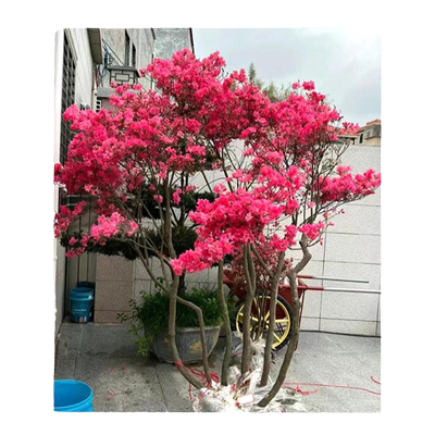 映山红树苗老桩南方种植当年开花