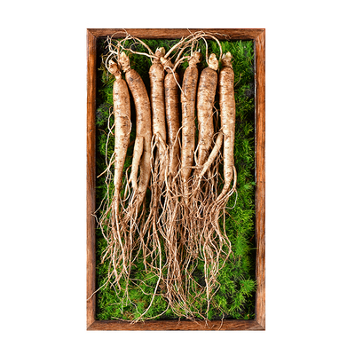 长白山新鲜人参现挖现发产地直销