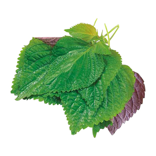 紫苏种子种籽孑子苗盆栽食用紫苏叶四季紫苏子种植菜苗秧苗苏子叶