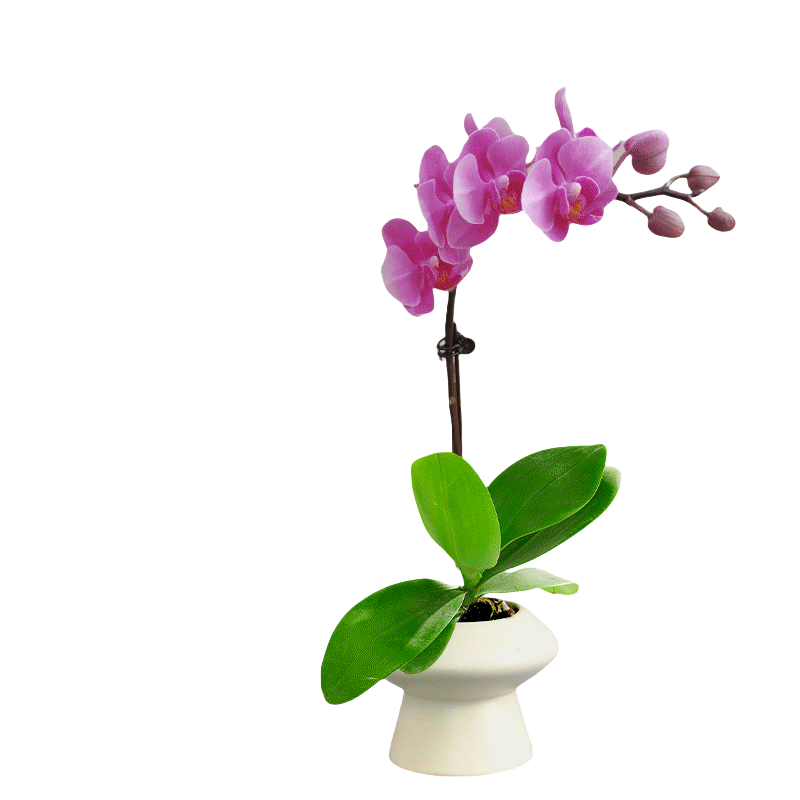 【带花发货】蝴蝶兰盆栽花苗