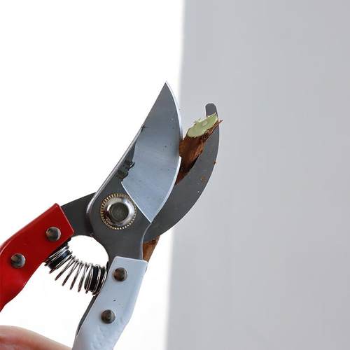 木枝剪 修枝剪 剪刀 剪比较硬的枝干 木枝花材专用剪