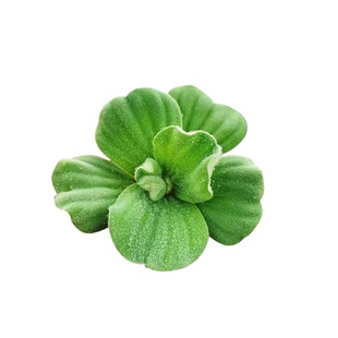 水芙蓉水浮莲水浮萍水葫芦水生鱼缸水草植物净化水质龟缸水族造景