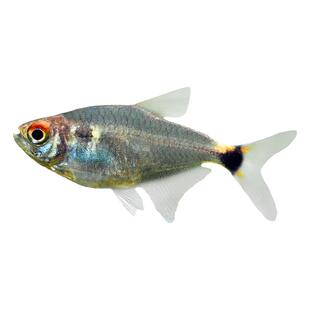 头尾灯鱼小型热带鱼灯科鱼苗群游水草缸新手好养易活淡水银屏灯鱼