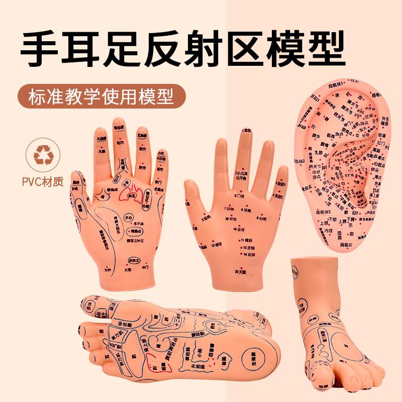 脚穴位模型足部底耳足底图经络脚针灸眼睛模推拿手手部模反射耳朵