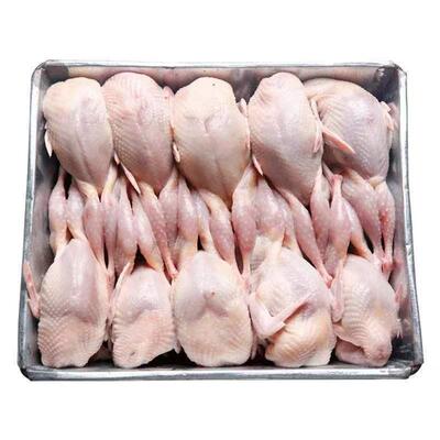 顺丰包邮特大现杀母鹌鹑便宜生鲜区内脏新鲜鹌鹑肉乳鸽鹌鹑