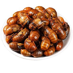 知了猴金蝉新鲜2025蚕蛹蝉蛹鲜活爬叉猴爬蚱速冻山东野生大号幼虫