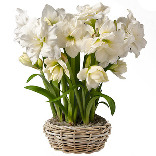 进口朱顶红种球重瓣根多年植物花卉花园阳台鬼魅初恋花孔雀阿弗雷