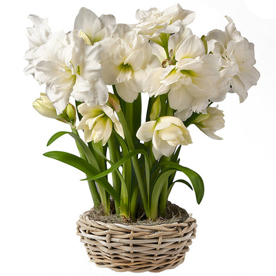 进口朱顶红种球重瓣根多年植物花卉花园阳台鬼魅初恋花孔雀阿弗雷