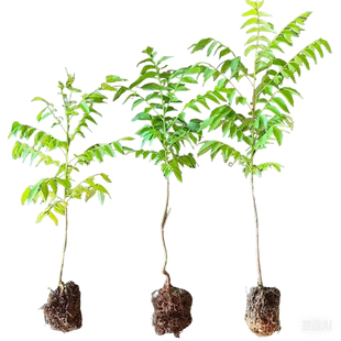 狭叶十大功劳绿植盆栽绿化黄天竹观赏造景植物树苗四季好养易活