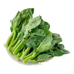 芥兰新鲜蔬菜中花芥兰小芥兰宁夏供港品质保证芥兰苗食用粤菜食材