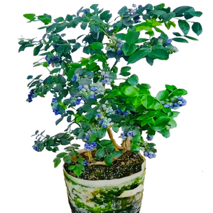 蓝莓树果苗南北高从组培脱毒一年苗苔藓苗盆栽地栽阳台庭院南高25