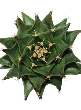 实生帝冠小苗四大名球多肉植物