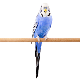 虎皮鹦鹉手养鹦鹉活鸟亲人断奶云斑牡丹中小型能说话唱歌活体宠物