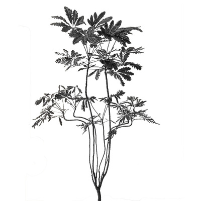 孔雀木真花大型高级感盆栽
