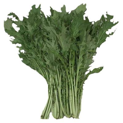 打霜湖北新鲜白菜苔绿现摘