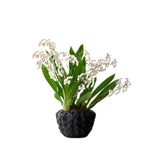 梦香文心兰花浓香型绿植盆栽植物石斛办公室内开花桌面绿植摆件