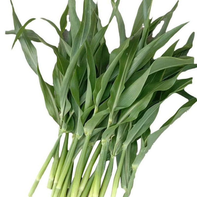 新鲜高粱乌米头茬青皮乌苠菌蔬菜