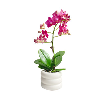 蓉城金叶子蝴蝶兰小花型盆栽带花苞客厅办公室内四季常绿植物花卉