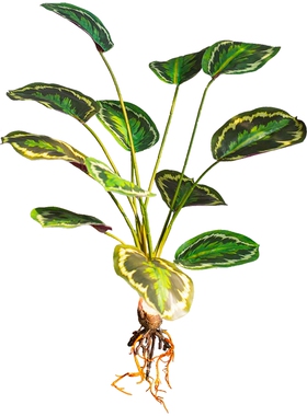 仿真绿植苹果竹芋花艺橱窗