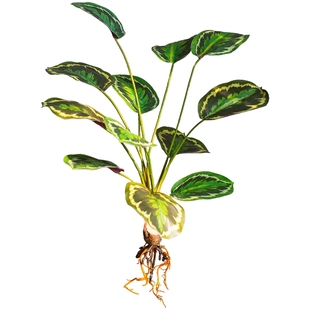 掬涵仿真绿植带根苹果竹芋叶花艺背景墙橱窗造景植物角森系装饰