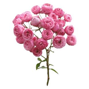 黄木香花苗甜蜜红木香浓香花卉白色七里香阳台爬藤本蔷薇植物盆栽