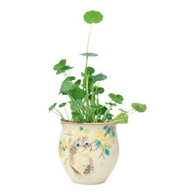 铜钱草好养水培植物懒人盆栽
