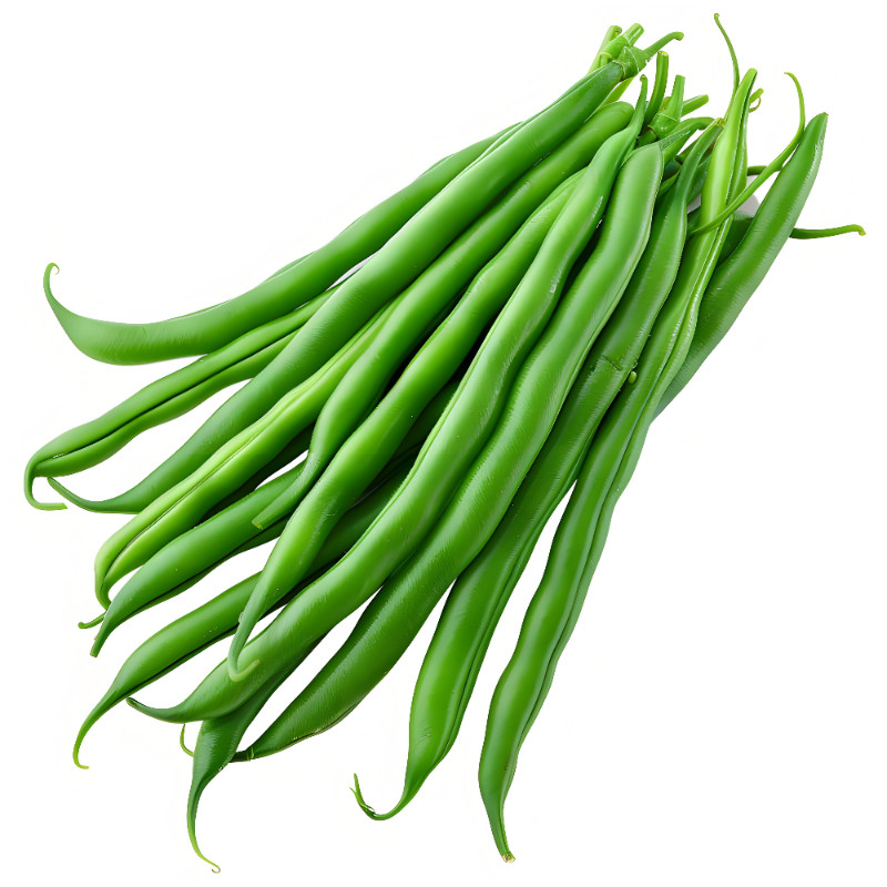 红花四季豆种子春季蔬菜种子