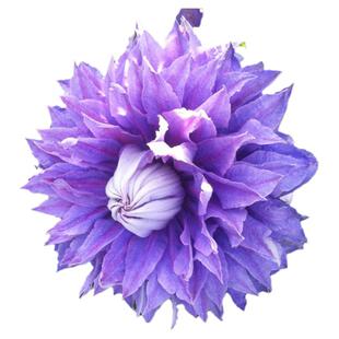 天狼铁线莲2.5升合集乌托邦倒影盆栽苗庭院花园攀援爬藤植物花卉