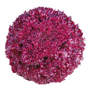 红罗沙紫叶生菜种子种籽孑紫紫色红叶四季播罗莎盆栽蔬菜籽种种菜