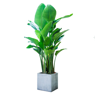 绽放四季天堂鸟大型绿植室内盆栽花卉办公室客厅北京同城送货