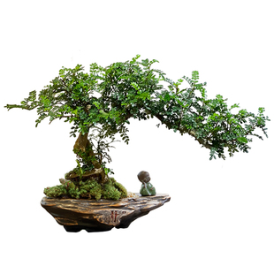 清香胡椒木盆栽真盆景植物中式茶室禅意绿植办公桌面摆件室内好养