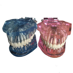 牙科教学牙齿模型医患沟通牙模型可拆卸幼儿教学模型口腔牙模型