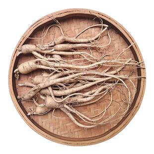 桔梗苗新鲜桔梗名贵药材苗中药材种植苗枸杞百合金银花玉竹连翘