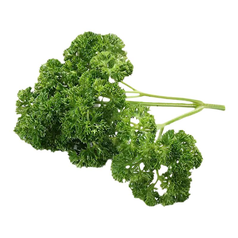 荷兰芹欧芹法国香芹新鲜摆盘