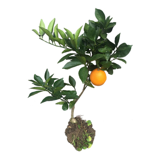 江西正宗赣南脐橙苗带果纽荷尔树苗橙子苗四会沙糖桔皇帝柑树苗