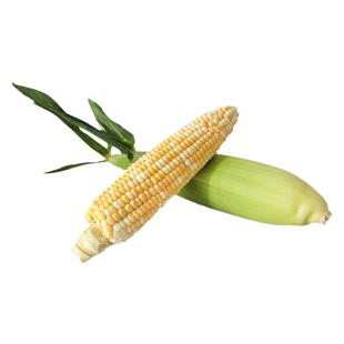 斯达甜230水果玉米种子种籽孑种四季香甜北方高产大田甜脆甜玉米