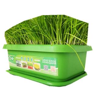 黄韭盆景韭菜根盆栽苗新鲜现挖有机香蔬菜阳台室内外庭院四季礼品