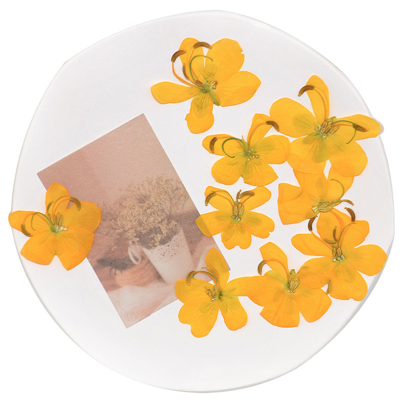 黄色决明子干花压花植物标本 相框书签台灯滴胶手机壳DIY手工材料