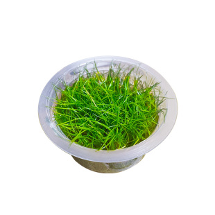 迷你牛毛水草鱼缸专用造景草坪草皮前景草矮珍珠真草植物无菌水生