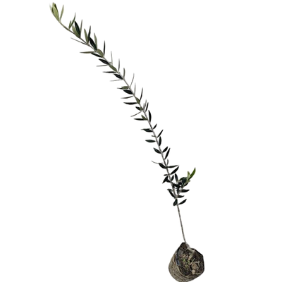 矮化密植早实中橄榄常绿高产