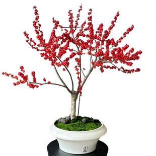进口北美冬青红果盆栽盆景鲜切花真花树苗开业乔迁杭州上海苏州店