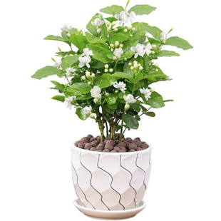 虎头茉莉花苗盆栽室内客厅重瓣老桩浓香九里栀子提神开花卉绿植物