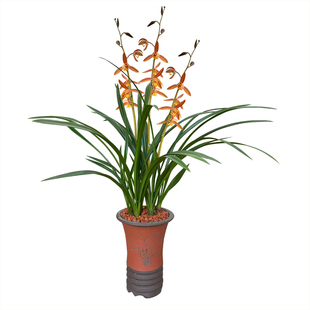 浓香墨兰金凤凰阳明锦胭脂白玉 素心吴字翠 宽叶兰花四季常青花卉