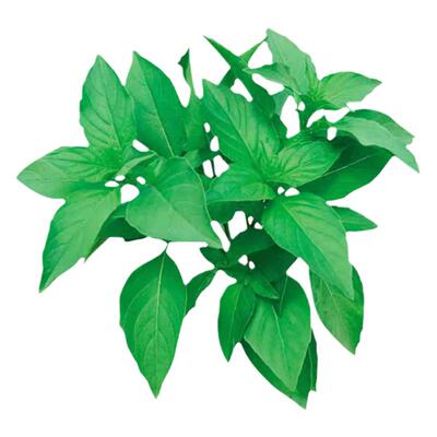荆芥菜种籽苗秋播大叶