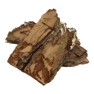 甲虫成虫 防猝死树皮 布景装饰